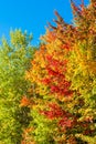 Beautiful Fall Forest Royalty Free Stock Photo