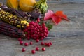 Beautiful Fall Maple Leaves, Red Berries and Colored Corn on a Cob on Barn Wood Royalty Free Stock Photo