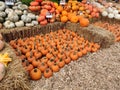 Beautiful fall with pumpkin decoration, all kinds of special size pumpkins