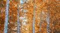 a beautiful fall scene with aspen trees turning orange in the woods Royalty Free Stock Photo