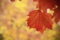 Beautiful fall scene bright orange leaves on an orange background Royalty Free Stock Photo