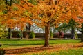 Orange Colored Leaves on Tree in Fall