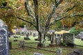 Beautiful Fall Tree at Sleepy Hollow Cemetery, Historic New York