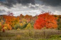 Beautiful fall trees