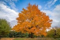 Beautiful fall trees