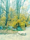 Beautiful fall trees of U.P. Michigan