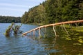 Beautiful fallen but alive pine tree above the water