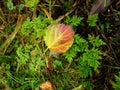 Beautiful fallen autumn red with yellow aspen leaf on the grass Royalty Free Stock Photo