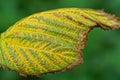 Beautiful fallen big yellow leaf Royalty Free Stock Photo