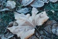 Beautiful fallen leaves and grass covered with hoarfrost, closeup Royalty Free Stock Photo