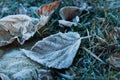 Beautiful fallen leaves and grass covered with hoarfrost, closeup Royalty Free Stock Photo