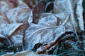 Beautiful fallen leaves and grass covered with hoarfrost, closeup Royalty Free Stock Photo