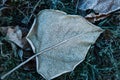 Beautiful fallen leaves and grass covered with hoarfrost, top view Royalty Free Stock Photo