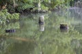 Beautiful fallen trees inside the lake, stumps in the water, marsh landscape in summer