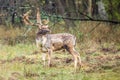 Beautiful fallow deer male dama dama in autumn forest. Royalty Free Stock Photo