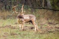 Beautiful fallow deer male dama dama in autumn forest. Royalty Free Stock Photo