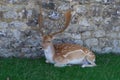 A beautiful Fallow deer resting by a wall Royalty Free Stock Photo