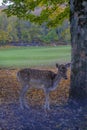 Beautiful fallow deer standing under the tree in the autumn woods across other deer. Wildlife nature Royalty Free Stock Photo