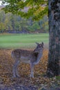 Beautiful fallow deer standing under the tree in the autumn woods across other deer. Wildlife nature Royalty Free Stock Photo