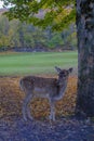 Beautiful fallow deer standing under the tree in the autumn woods across other deer. Wildlife nature Royalty Free Stock Photo