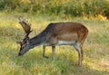 A beautiful fallow deer, a wonderful bull with antlers, standing on a meadow. Close side view