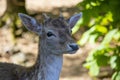 Fallow Deer Royalty Free Stock Photo