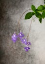 Beautiful false African plant with many violet flowers hanging against a grey rustic wall. Royalty Free Stock Photo