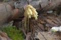 beautiful plant of pine forests. swirls of flower hungs on unusual folded stem, as if rolled into a tube. spotty fly sits on a to