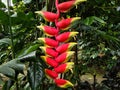 False bird of paradise or Heliconia pendula plant