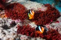 Beautiful family of banded Clownfish in a red anemone on a tropical coral reef Royalty Free Stock Photo