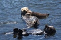 Beautiful Family of Floating Sea Otters on Their Backs Royalty Free Stock Photo