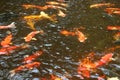 The beautiful fancy carp koi fish feeding in pond in the garden. Japan Koi Carp in Koi Pond float in water, view from above. Many Royalty Free Stock Photo