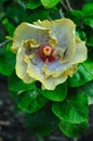 A Beautiful Fancy Hibiscus Malvaceae