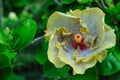 A Beautiful Fancy Hibiscus Malvaceae