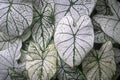 Beautiful Fancy Leaved Caladium plants in Asia.