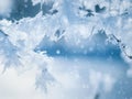 Beautiful fancy-shaped ice crystals on tree branches Royalty Free Stock Photo