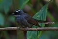 beautiful fantail birds