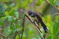 beautiful fantail birds