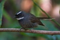 beautiful fantail birds