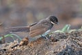 beautiful fantail birds