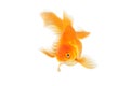 Beautiful fantail goldfish