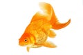 Beautiful fantail goldfish Royalty Free Stock Photo