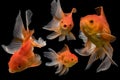 Beautiful fantail 4 goldfish action, Capture swimming golden fish Royalty Free Stock Photo