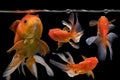 Beautiful fantail 4 goldfish movement with bubbles, Capture swimming golden fish