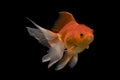 Beautiful fantail goldfish movement, Capture swimming golden fish Royalty Free Stock Photo