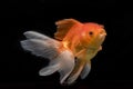 Beautiful fantail goldfish movement, Capture swimming golden fish Royalty Free Stock Photo