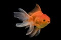 Beautiful fantail goldfish movement, Capture swimming golden fish Royalty Free Stock Photo