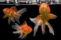 Beautiful fantail 3 goldfish movement, Capture swimming golden fish