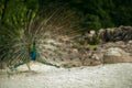 Beautiful fantail of indian peacock standing on sand beach