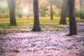 Beautiful fantastic of flowers falling in colorful park use for